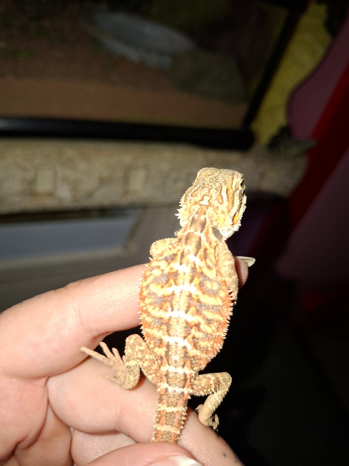 laatste mooie rode baardagaam Bearded Dragon - unknown for sale from mommyof2