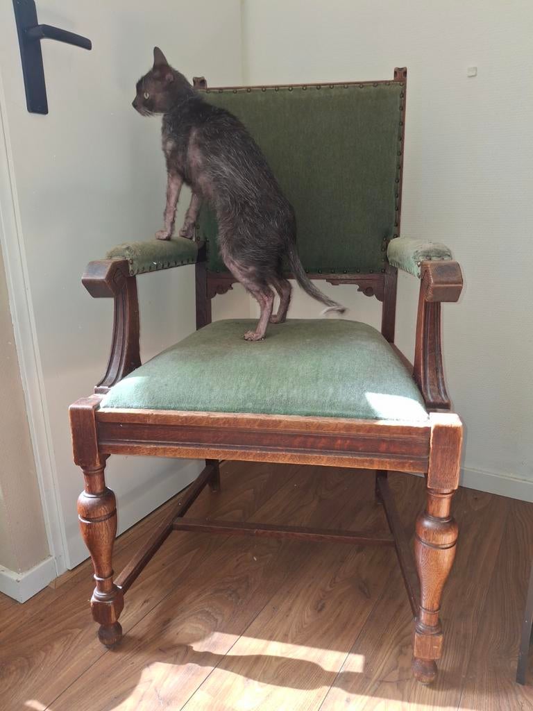 Aparte stoel, hoge zit, exclusief poes, Ophalen