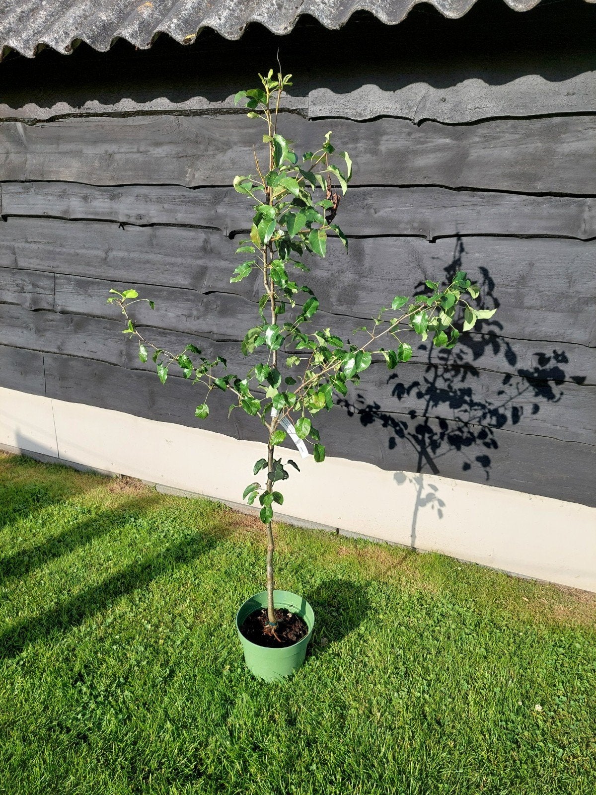Pyrus communis doyenne du comice, Tuin en Terras, Minder dan 100 cm, Lente, Volle zon, Ophalen of Verzenden