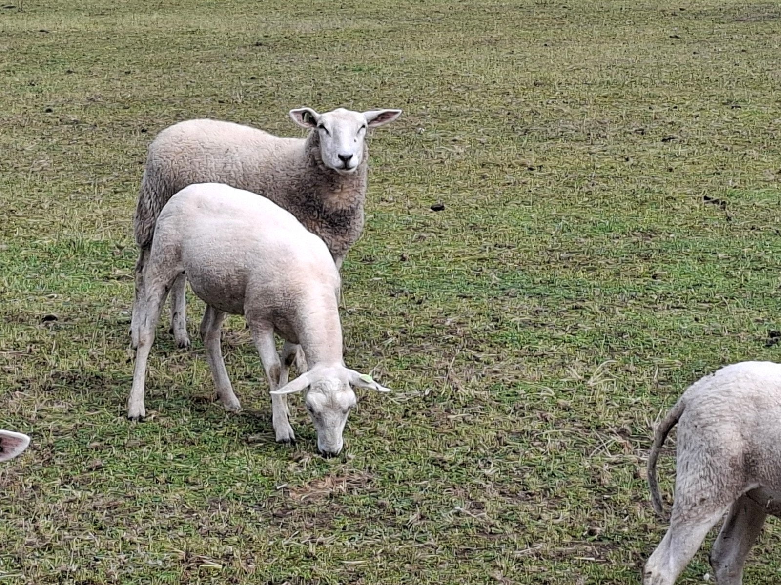 Swifter stamboek ooien ( jaarlingen), Vrouwelijk, Schaap, 0 tot 2 jaar