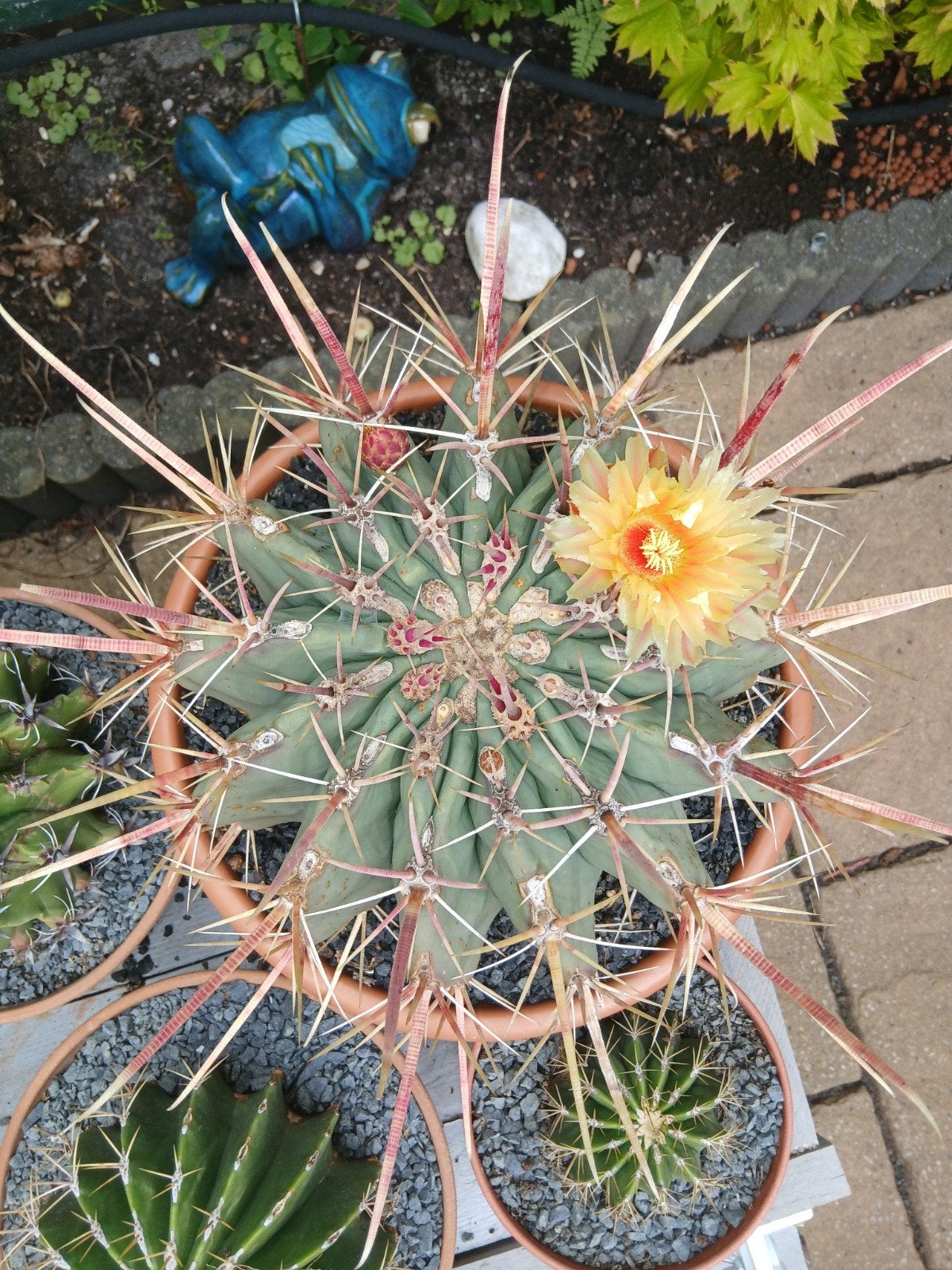 ferro cactus longgispinus 33 cm doorsnede exclu naalden, Ophalen