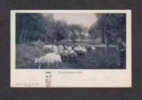 Drenthe Schapen Boerderij Schaapsherder., Ophalen of Verzenden, Voor 1920, Ongelopen, Drenthe