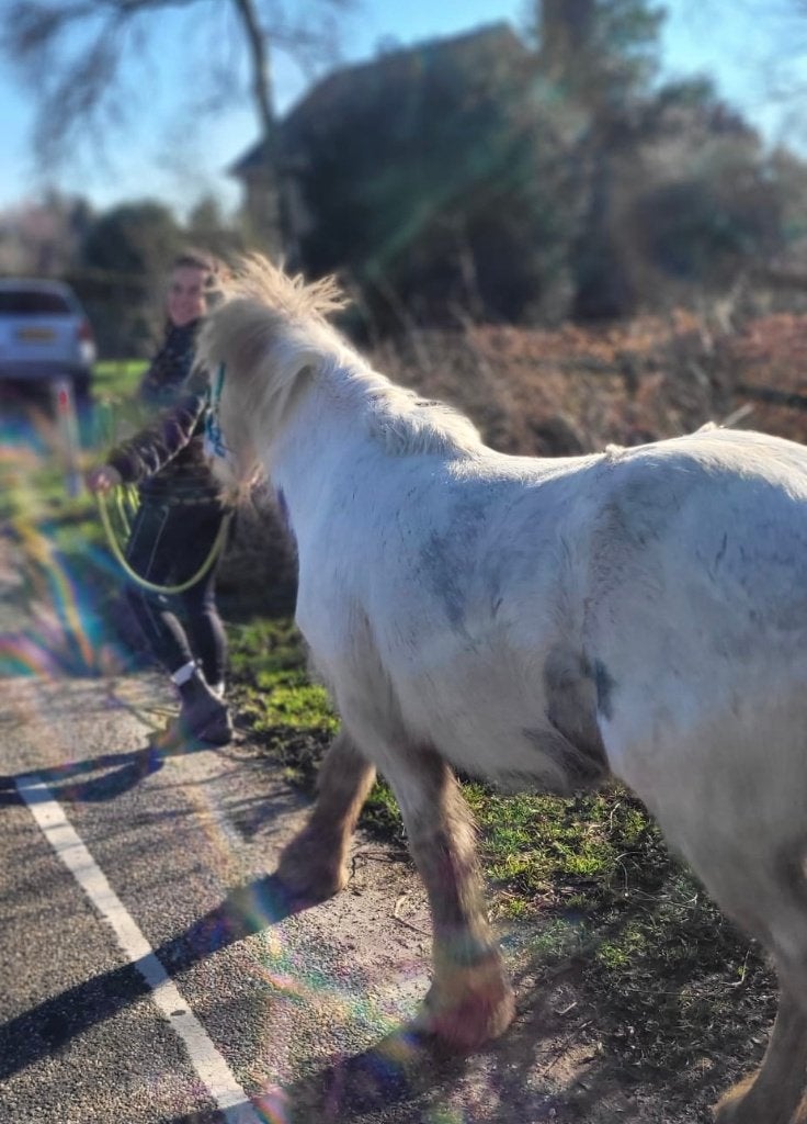 Gez; Coachpaard (tijdelijk/eenmalig/langetermijn/optie koop), Weidegang, 1 paard of pony