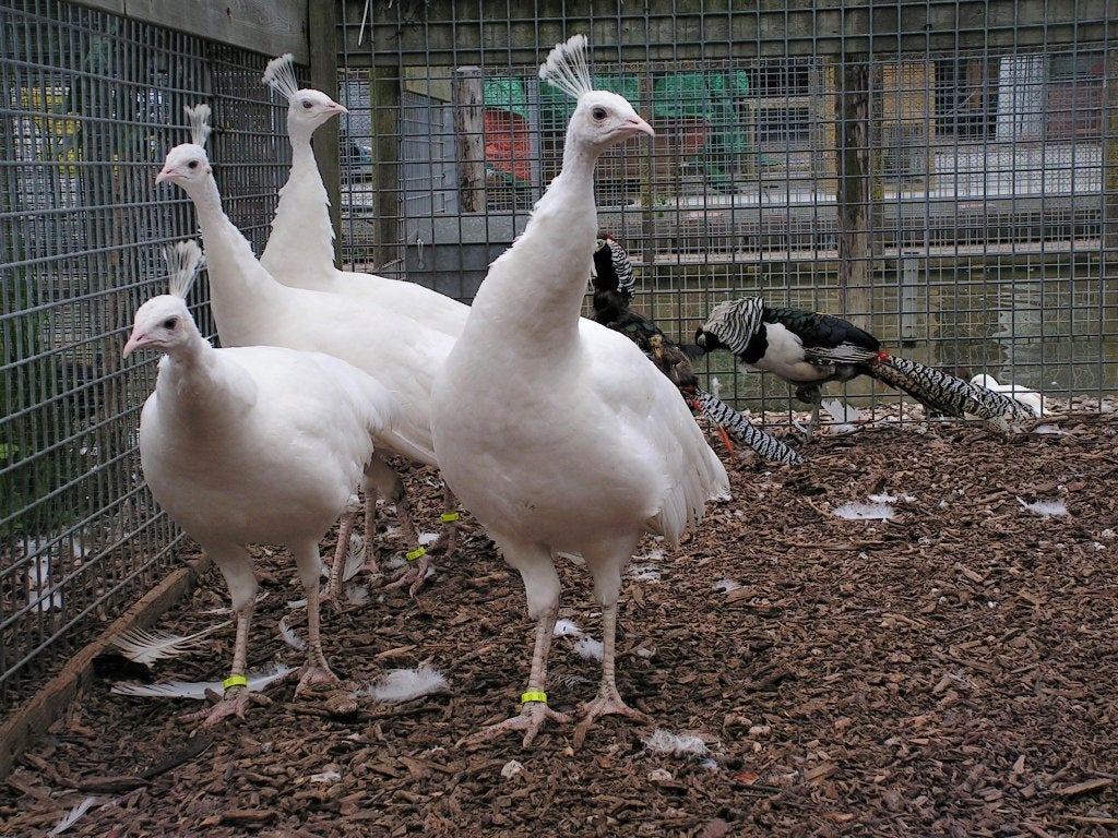 Witte pauwen | Verschillende leeftijden | Deskundig advies, Dieren en Toebehoren, Pluimvee, Meerdere dieren, Overige soorten