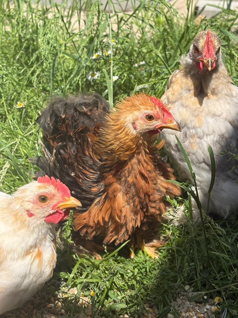 Gratis we denken haantjes kriel cochin kippen ta, Dieren en Toebehoren, Pluimvee, Mannelijk, Kip