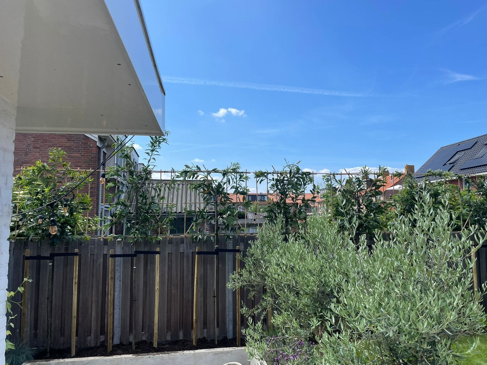 leibomen ACTIE! Lei Portugese laurier en lei laurier op stam, Tuin en Terras, In pot, Leiboom, Halfschaduw, Ophalen of Verzenden