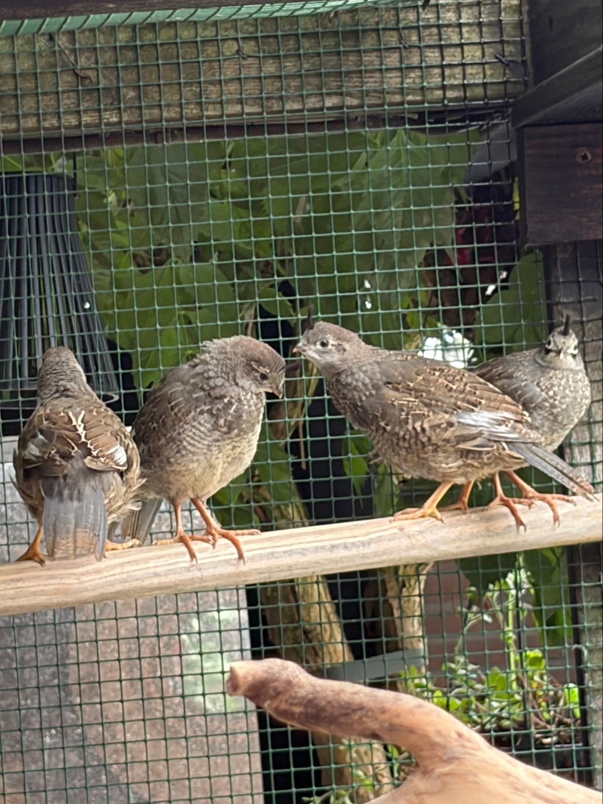 Californische kuifkwartels, nog 2 jonge mannen, natuurbroed., Dieren en Toebehoren, Mannelijk
