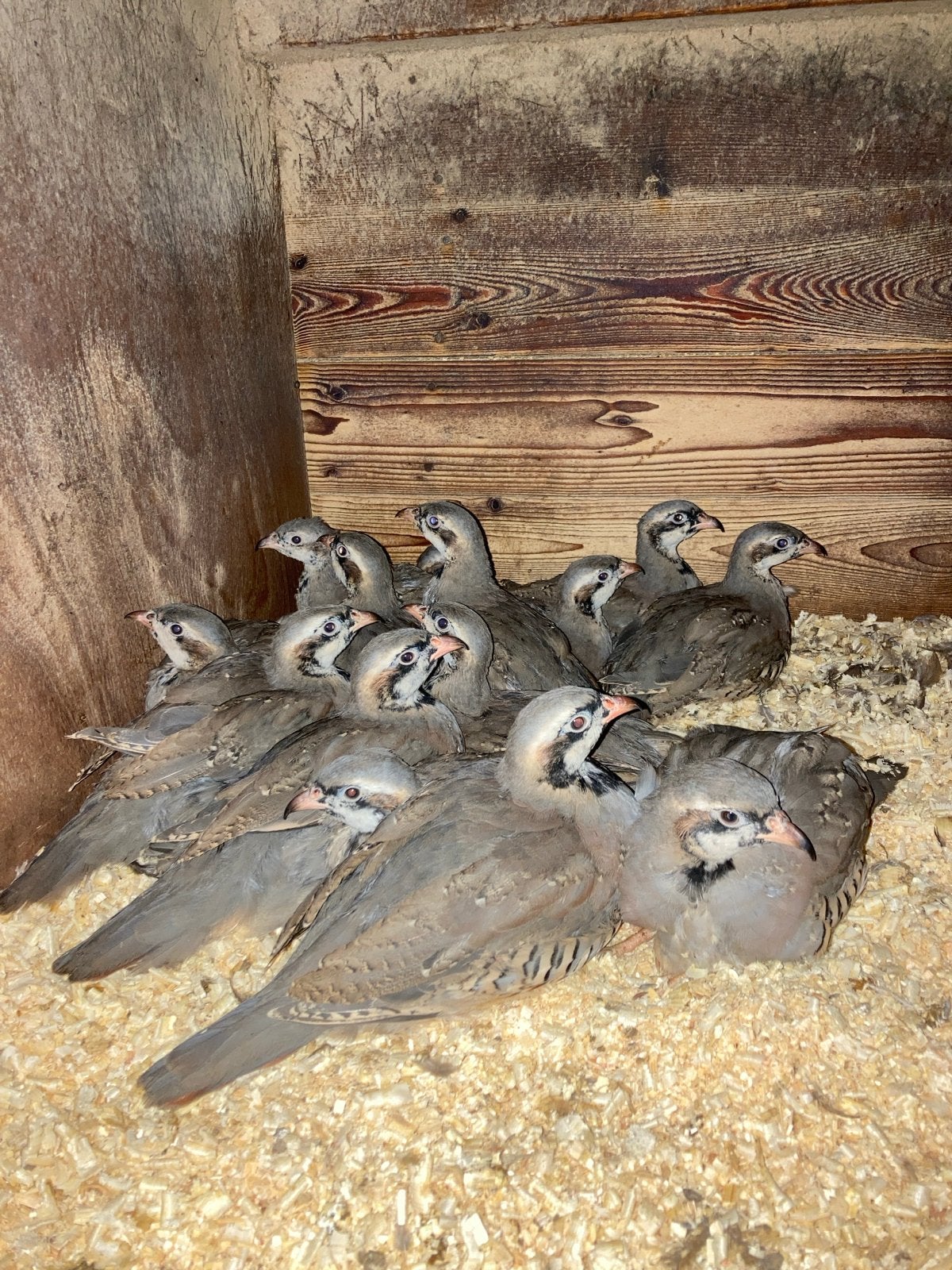 Te koop chukarpatrijzen, Dieren en Toebehoren, Meerdere dieren, Geringd