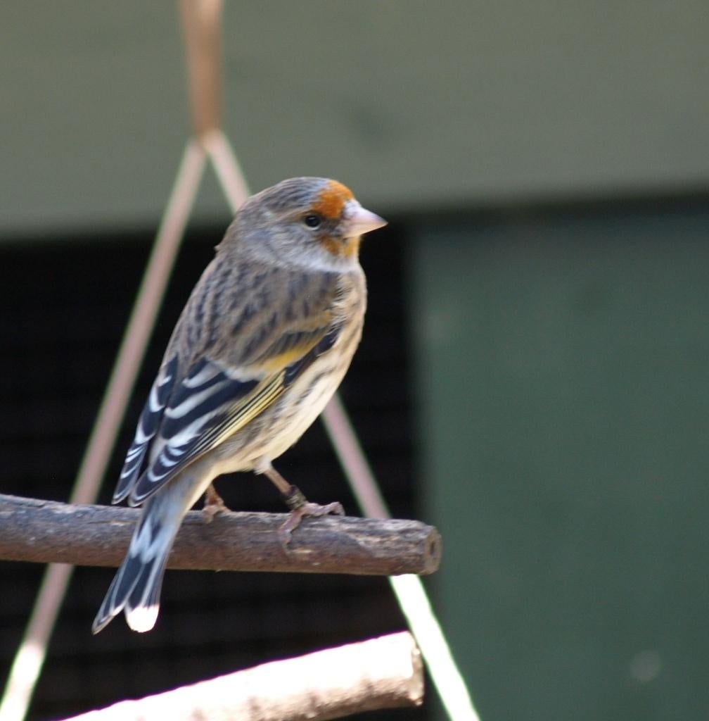 Bastaard putter x kanarie koppel., Dieren en Toebehoren, Vogels | Overige Vogels, Meerdere dieren, Wildzangvogel, Geringd