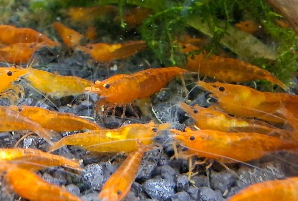 Oranje garnalen, Dieren en Toebehoren, Vissen | Aquariumvissen