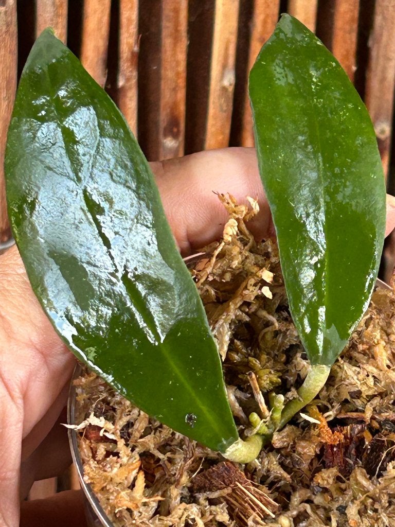 Hoya ruthiae (Hoya sp. UT-168)🪴, Overige soorten, In pot, Minder dan 100 cm, Bloeiende kamerplant
