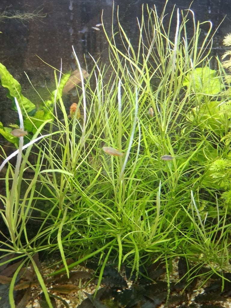 aquarium plant Pogastemon Octopus, Ophalen, Nieuw, Leeg aquarium