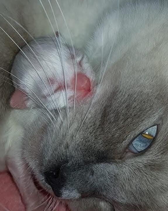 Stamboom ragdoll, kampioen lijn., Poes, Met stamboom