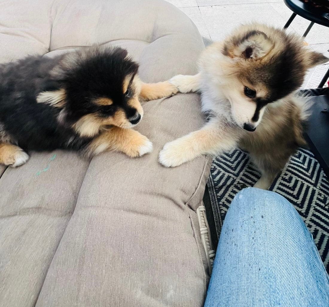 Pomeriaan/ pomsky F3, Dieren en Toebehoren, Keeshond, 8 tot 15 weken, Meerdere, Meerdere dieren