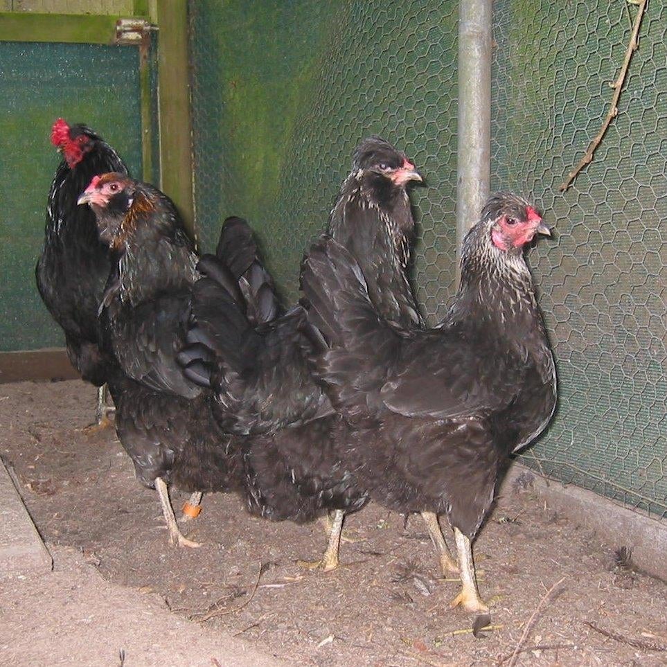3 hennen, Dieren en Toebehoren, Pluimvee, Vrouwelijk, Kip