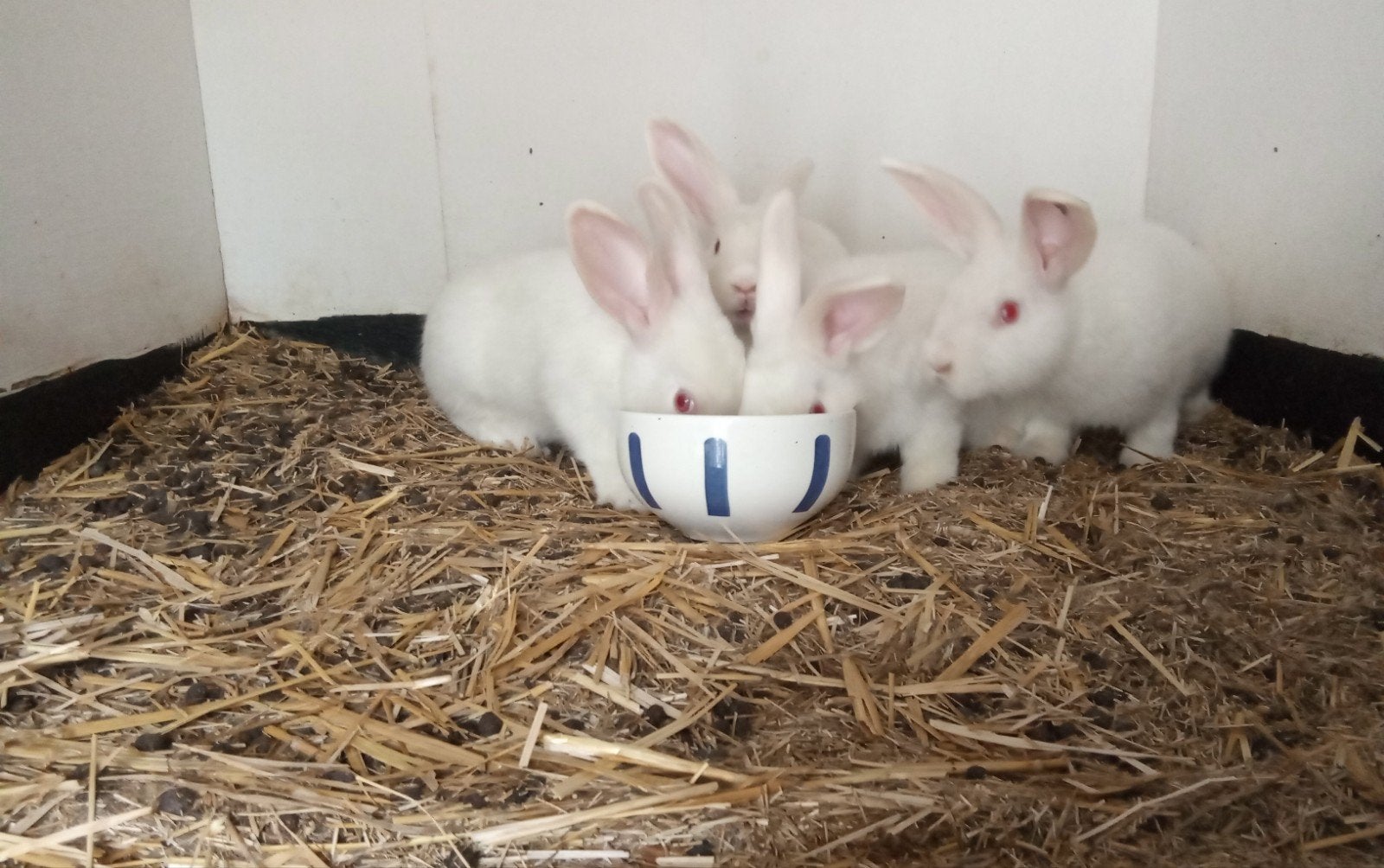 te koop aangeboden, Meerdere dieren, 0 tot 2 jaar
