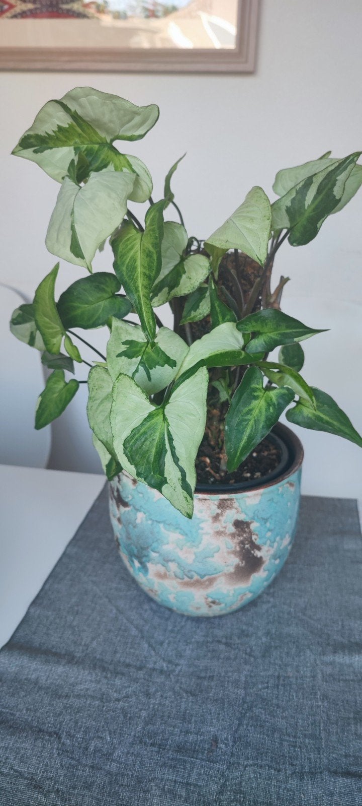 Syngonium 'Three Kings' – Prachtige Kamerplant, Huis en Inrichting, Kamerplanten, Ophalen, Overige soorten, Halfschaduw, In pot