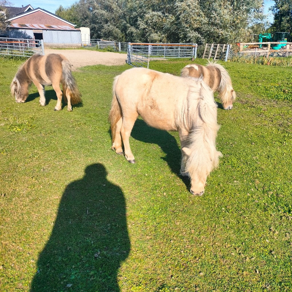Shetland mini pony (Jaarling.), Dieren en Toebehoren, Merrie, Met stamboom, Niet van toepassing, 0 tot 2 jaar