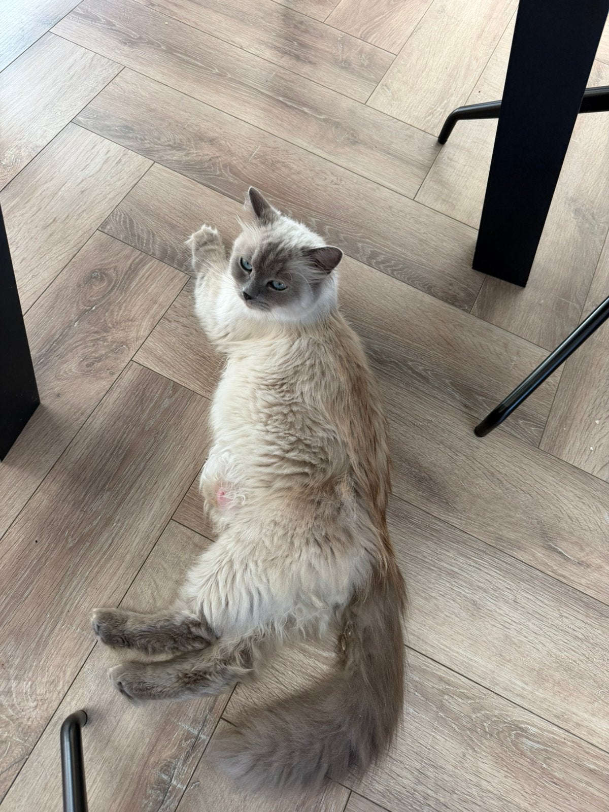 Lieve ragdol te koop 1,5 jaar, Poes, Ontwormd