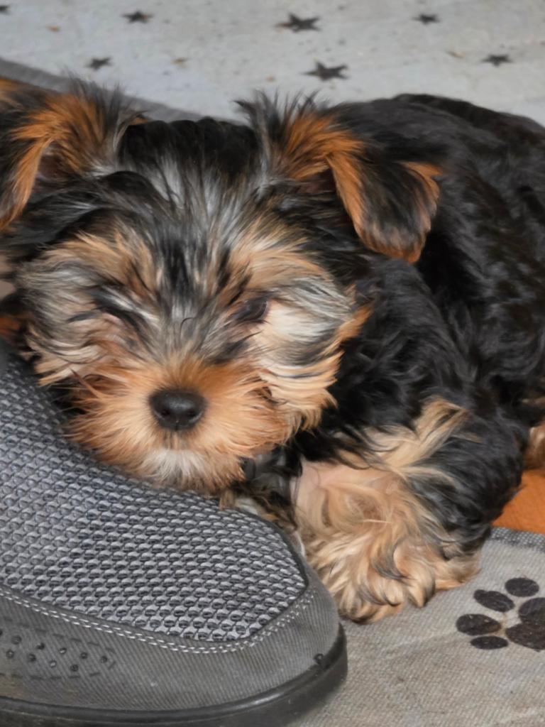 Mini york terier puppy, Reu, 8 tot 15 weken, Eén hond, Parvo