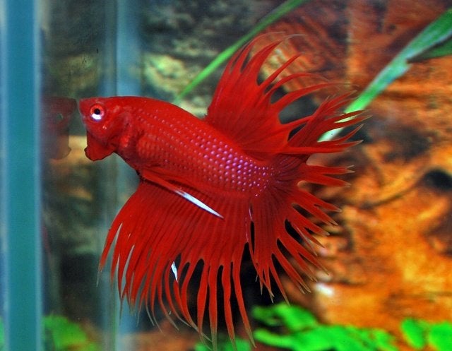 Siamese Kempvis - Betta splendens voor het tropisch aquarium, Vis, Zoetwatervis