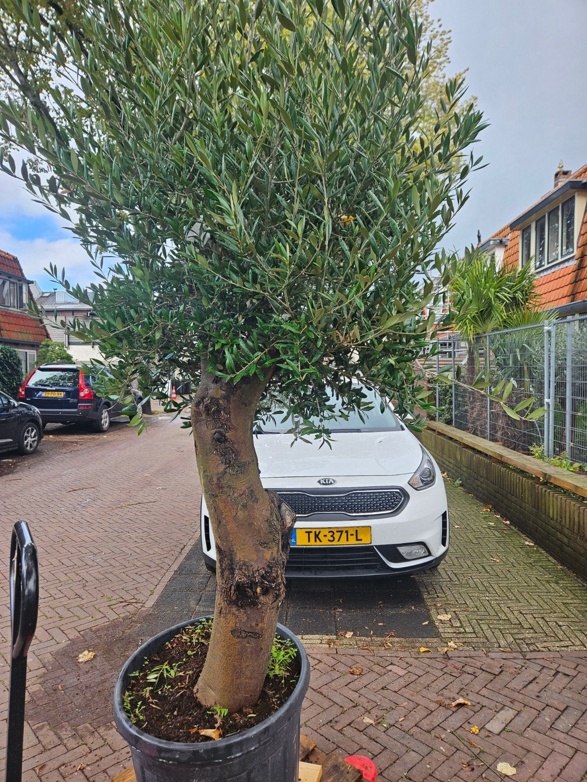 Flinke olijfboom prachtige stam 250-260 hoog, 57cm stam, Volle zon, Ophalen of Verzenden, 100 tot 250 cm, Olijfboom