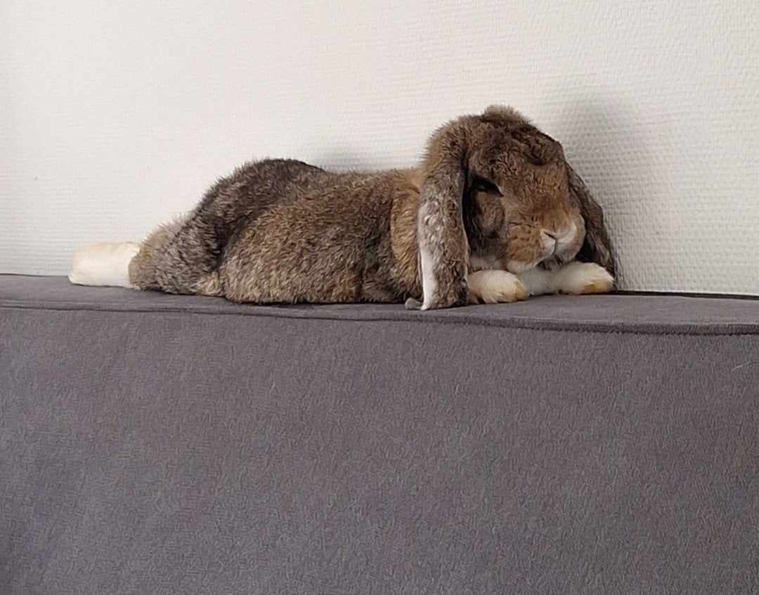 Franse hangoor dekram, Mannelijk, Groot, Hangoor, 0 tot 2 jaar