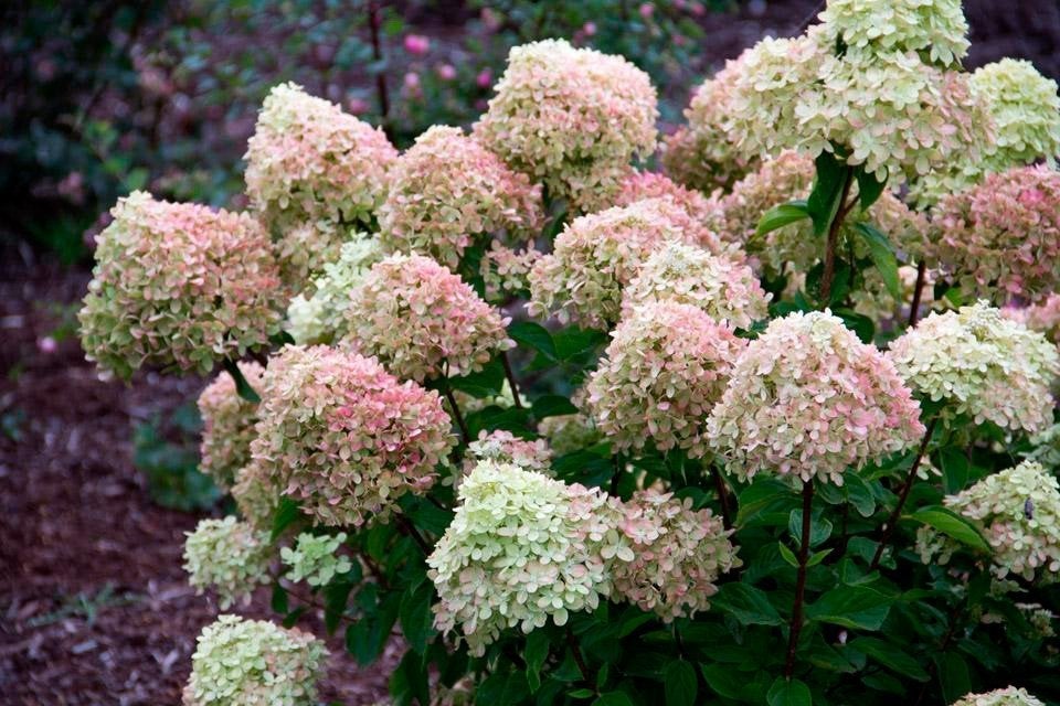 Hortensia – Hydrangea paniculata ‘Little Lime’, Tuin en Terras, Ophalen, Overige soorten, Halfschaduw