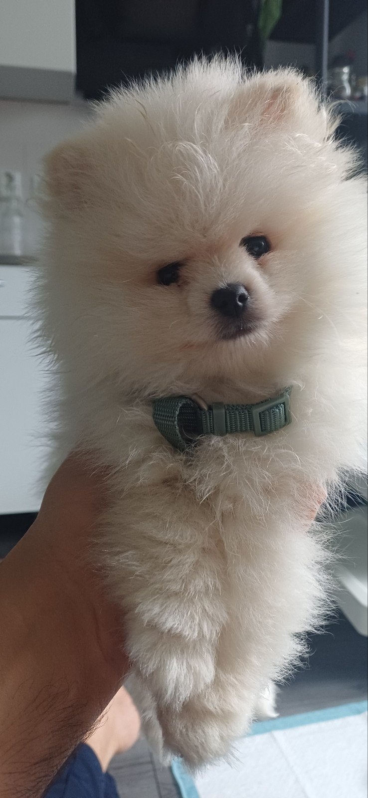 Pomeriaan raszuivere mini pup Reu., Particulier, 15 weken tot 1 jaar, Buitenland, Eén hond