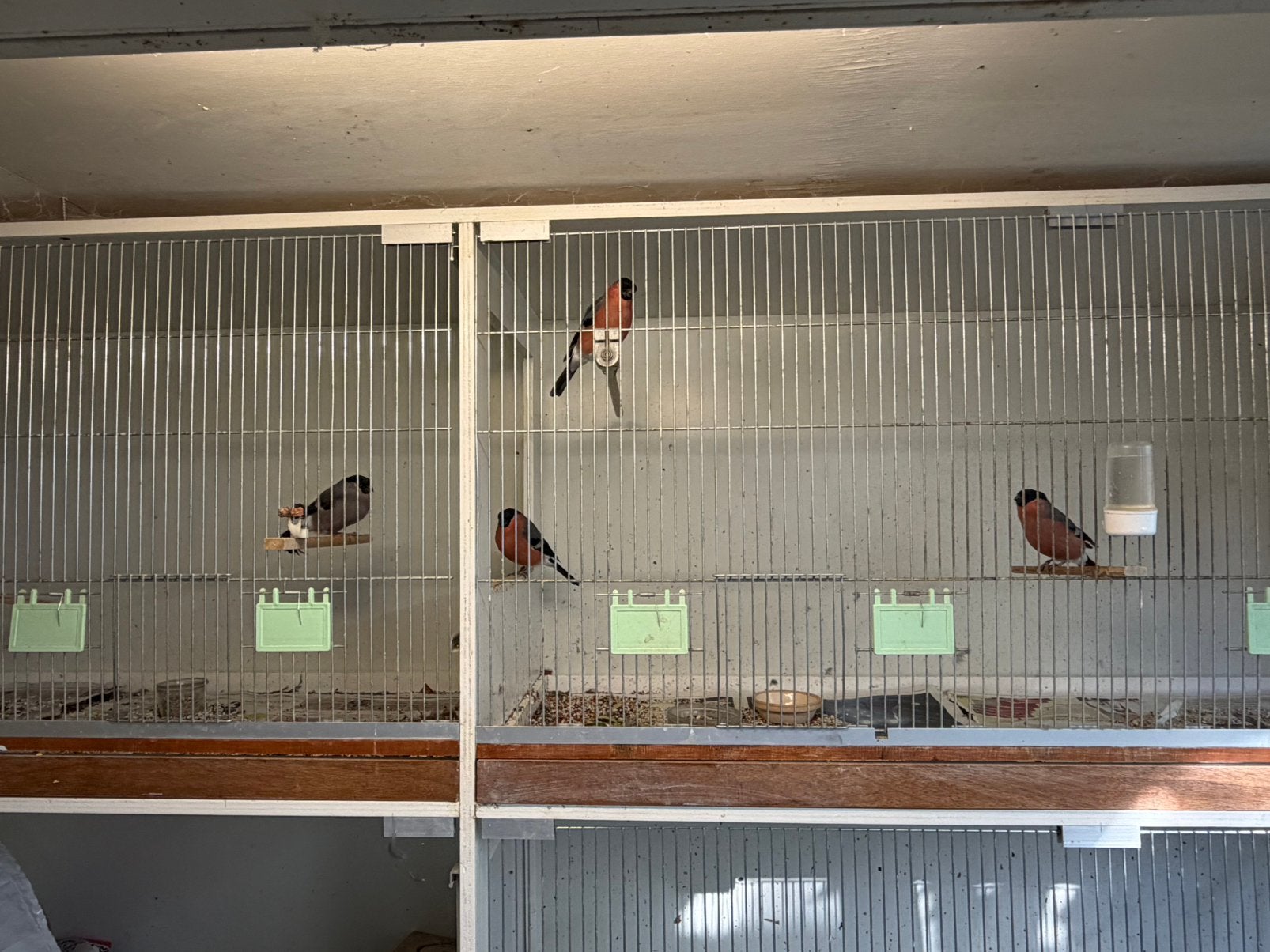 Goudvinken, Meerdere dieren