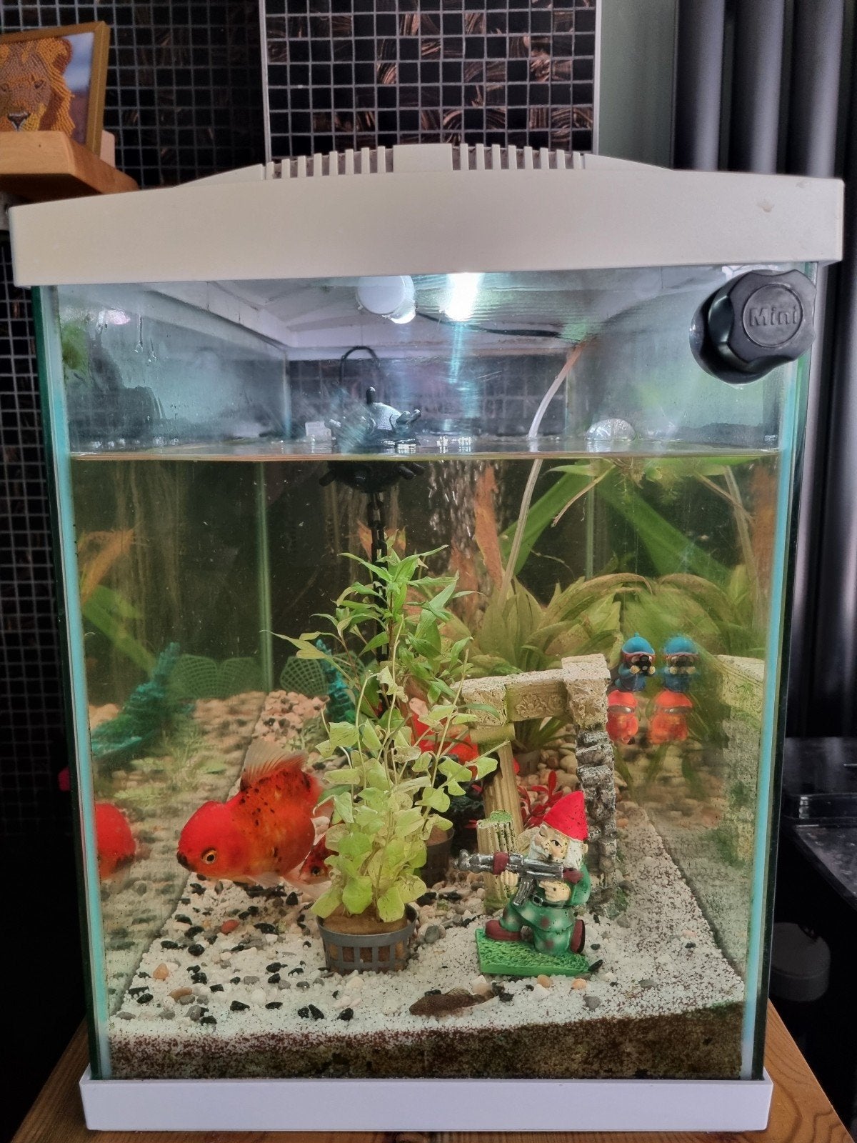 SuperFish 60L aquarium compleet met vissen, Dieren en Toebehoren, Vissen | Aquariumvissen, Vis
