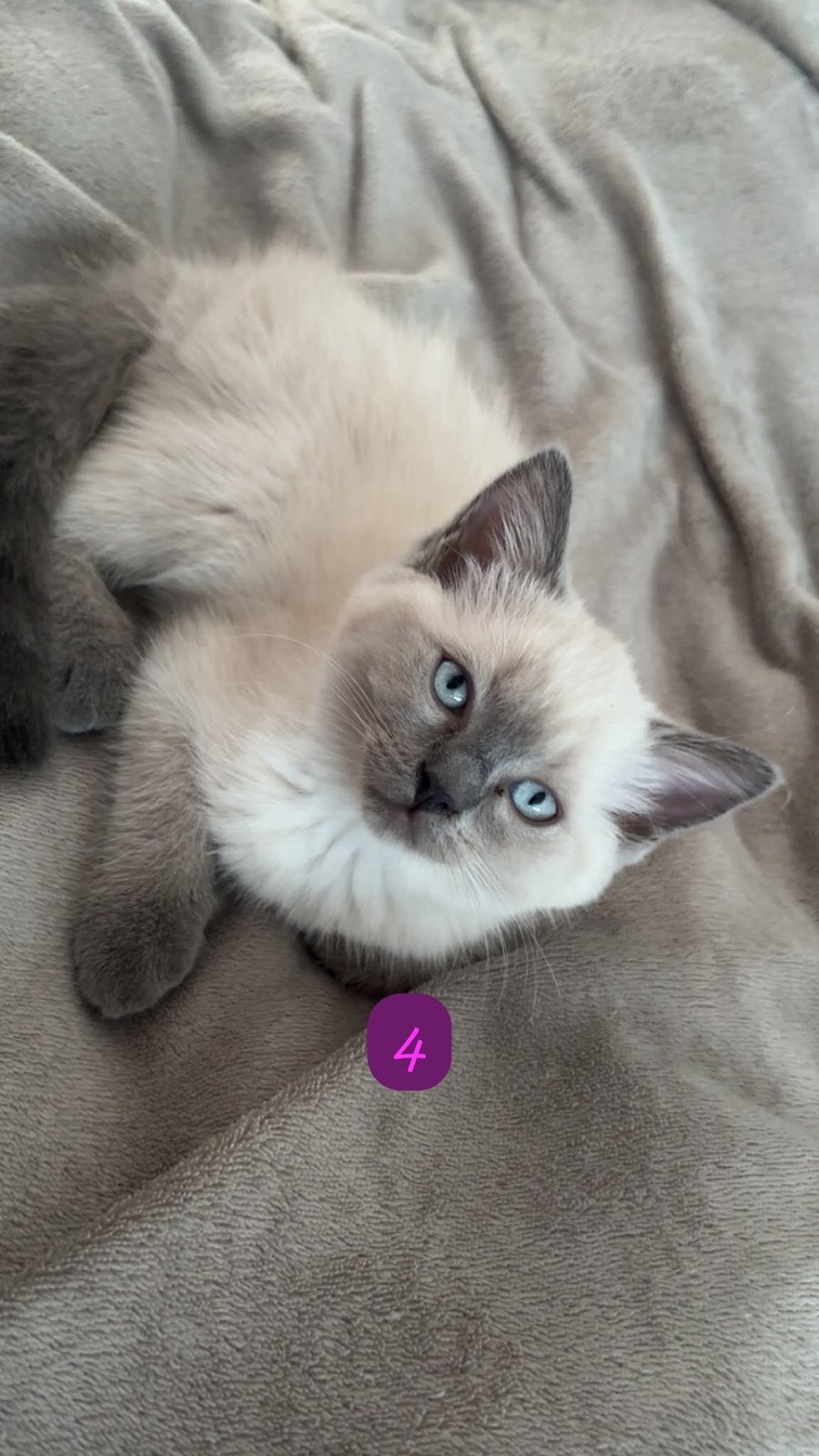 1 Britse korthaar x bluepoint ragdoll kittens, Meerdere dieren, Ontwormd