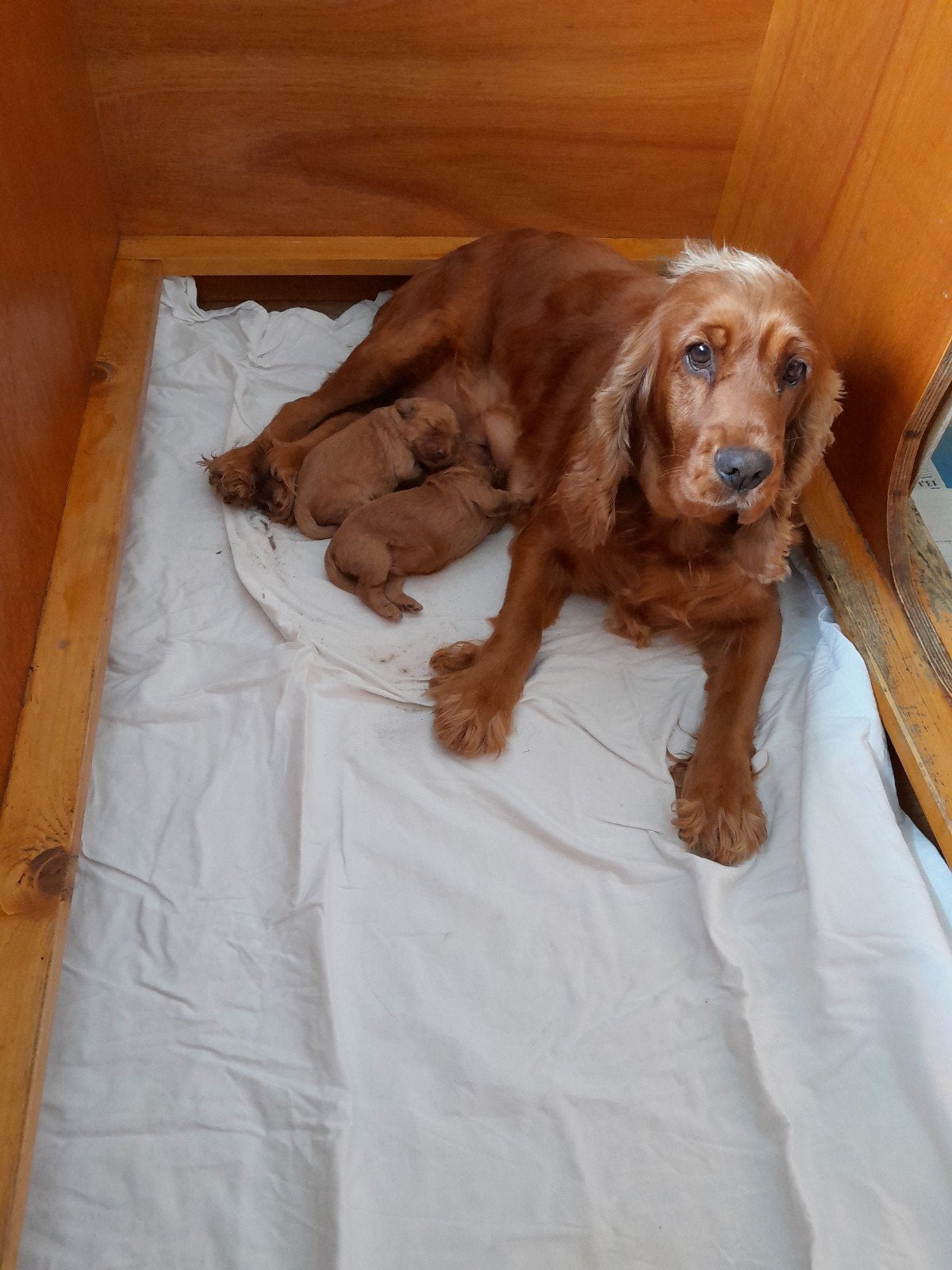 mooie Cockapoo pups, 8 tot 15 weken, Meerdere, Meerdere dieren, Klein