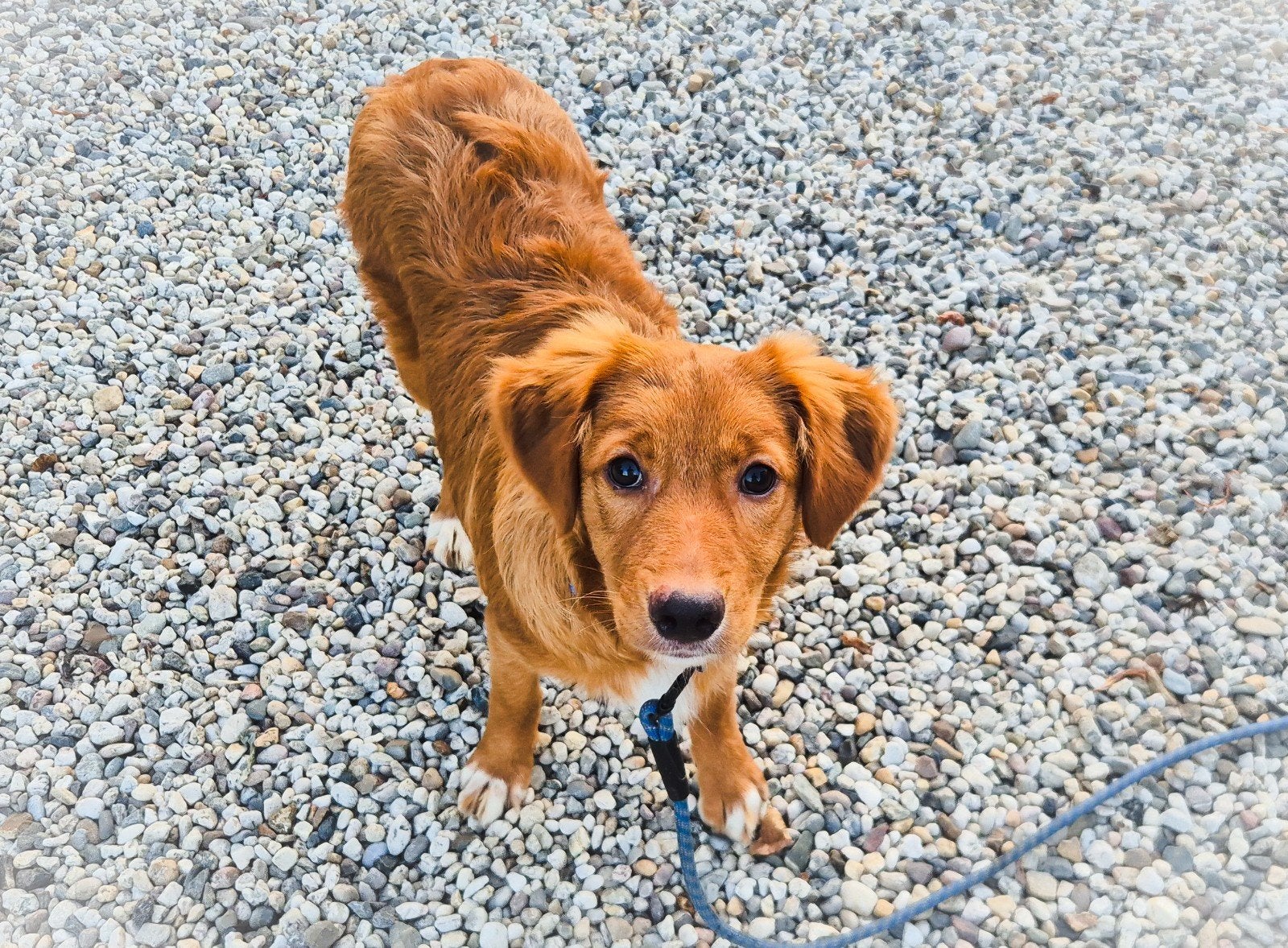 Enthousiaste lieve Itzy zoekt een nieuw fijn (t)huis!, Dieren en Toebehoren, Honden | Niet-rashonden, Parvo, 15 weken tot 1 jaar