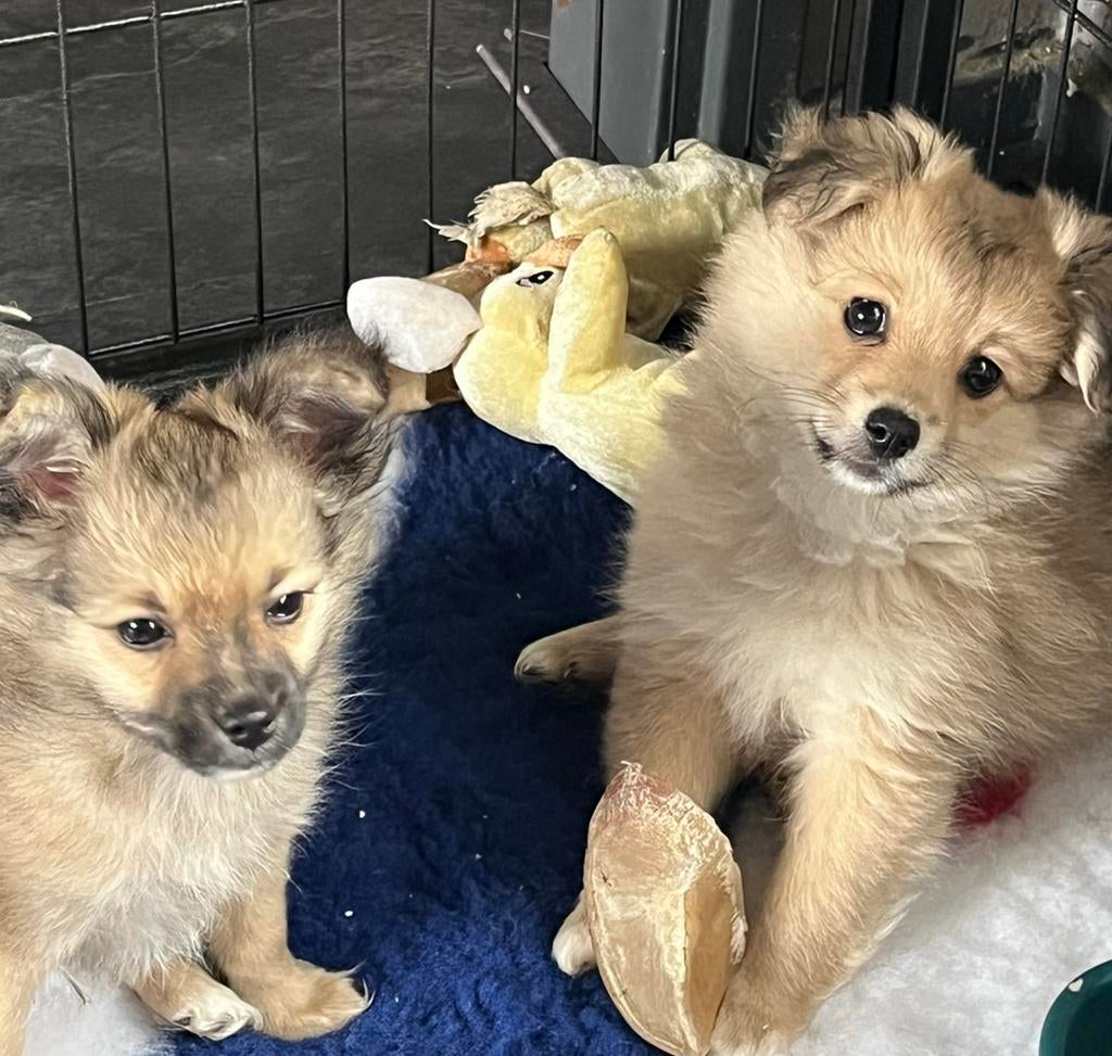 Pups 🩵🩵 zoeken een  ⭐️⭐️⭐️⭐️⭐️huis, Dieren en Toebehoren, Honden | Chihuahua's en Gezelschapshonden, Parvo, Overige rassen, 8 tot 15 weken