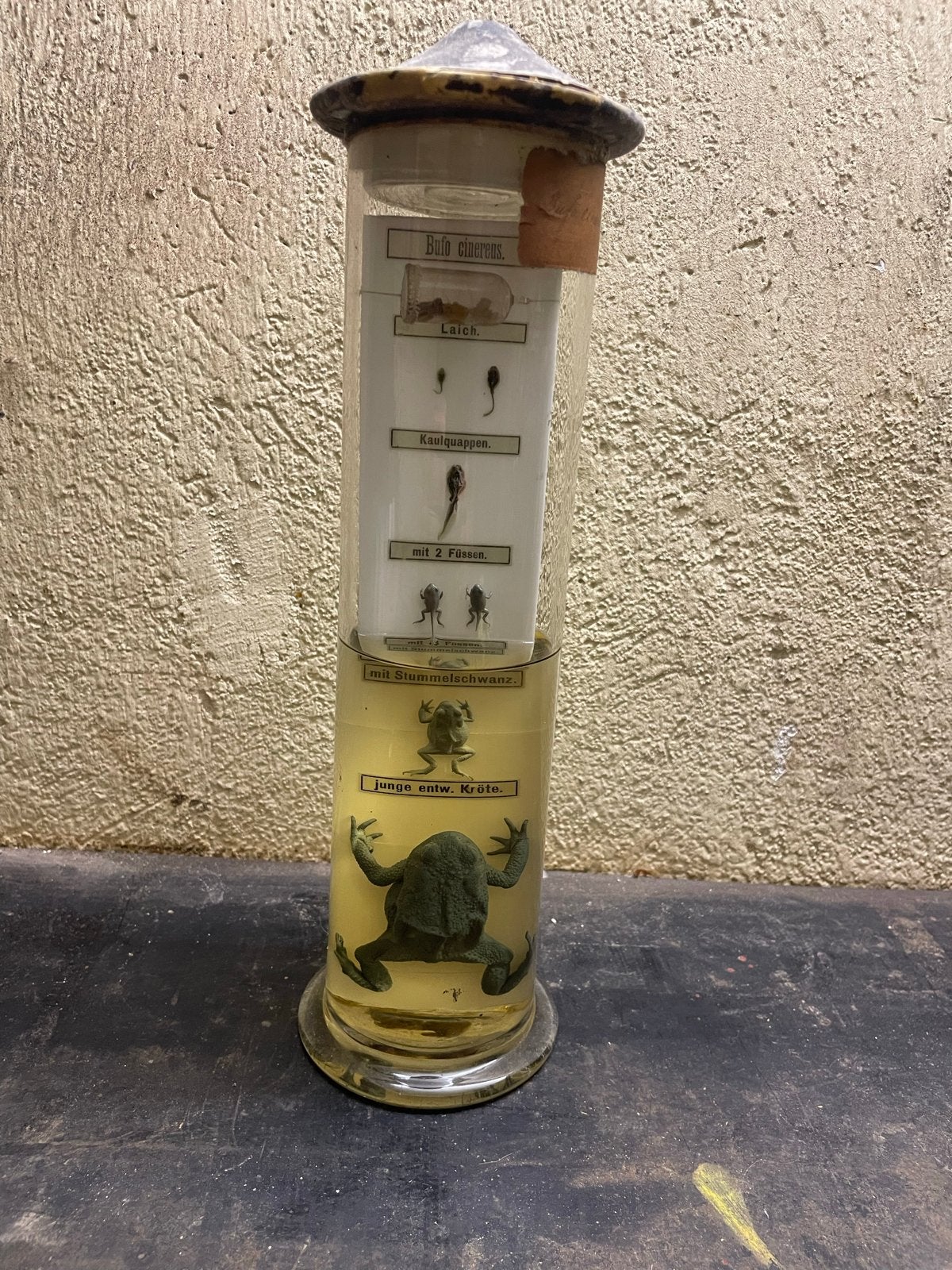 Antieke Bufo Cinereus Kikkervisjes Ontwikkeling Preparatie, Ophalen of Verzenden