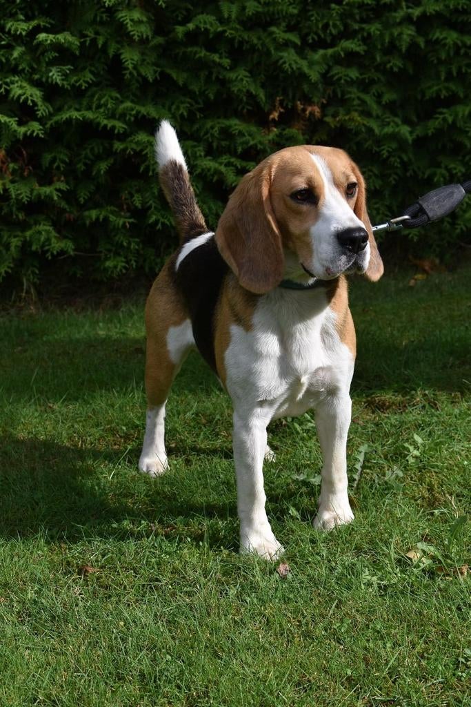 Prachtige Beagle dekreu, Dieren en Toebehoren, Reu, Parvo, Eén hond, 3 tot 5 jaar