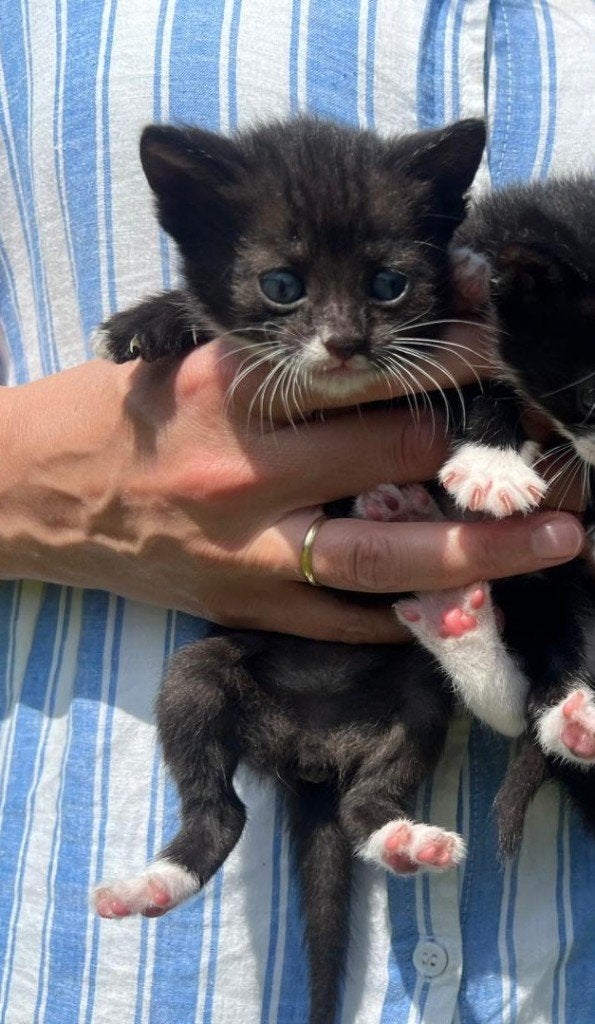 Prachtige zwart-wit poesjes, nog 1 kater en 1 poesje over!, Meerdere dieren, Kortharig, 0 tot 2 jaar
