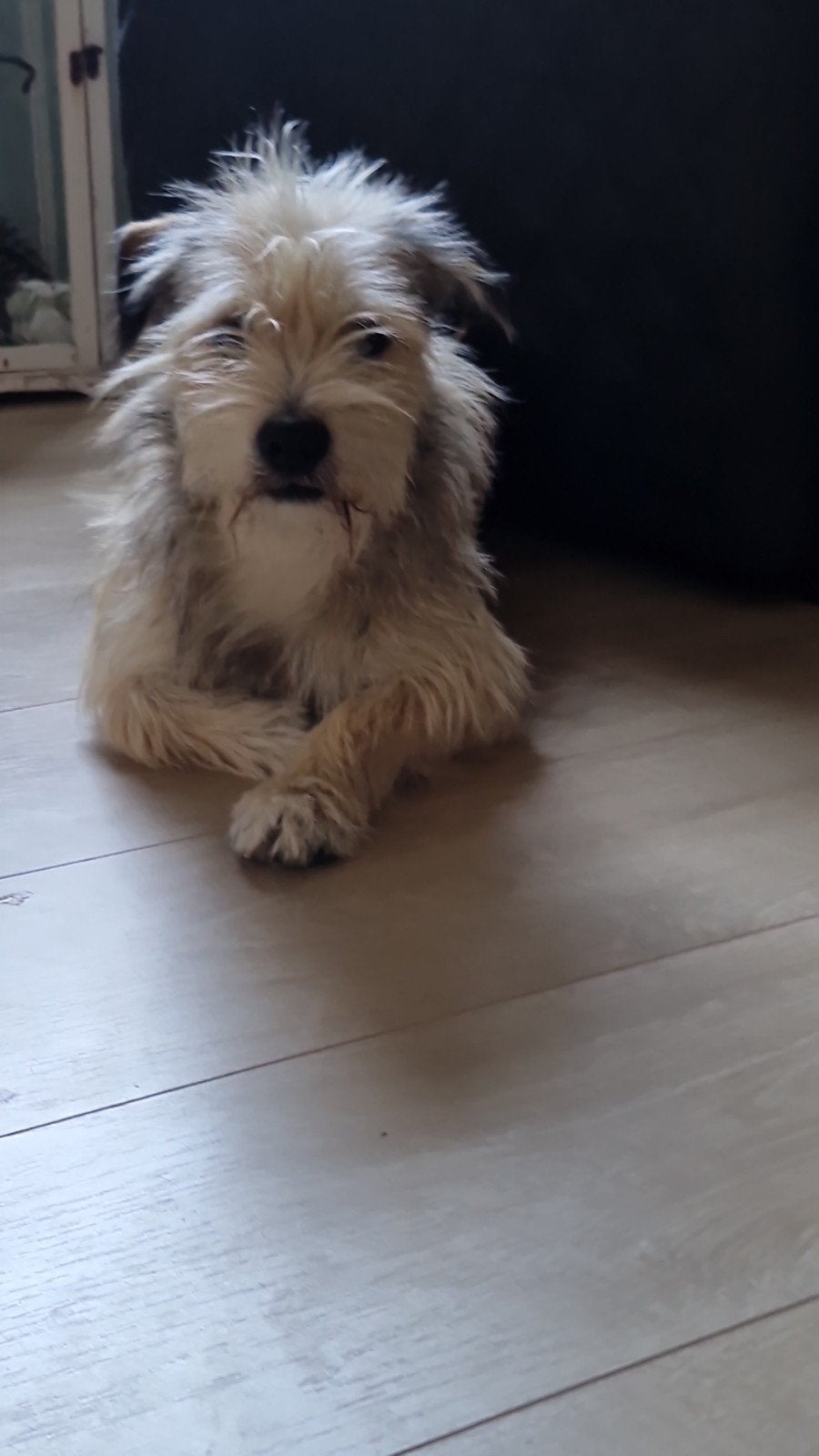te dekking, Reu, 1 tot 2 jaar, Eén hond, Nederland