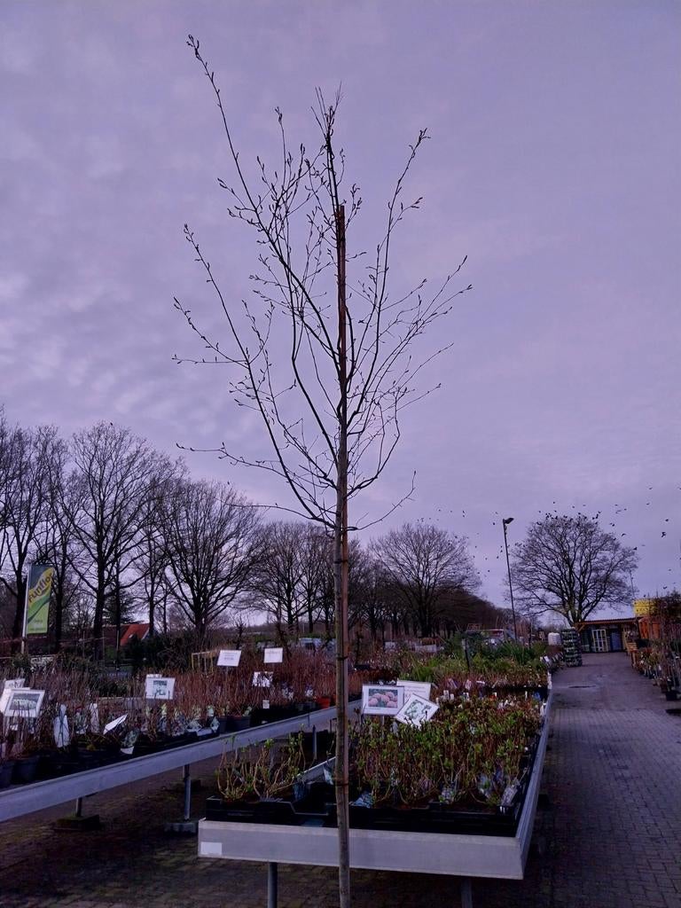 Amelanchier lamarckii boom, Ophalen, Volle zon, Overige soorten