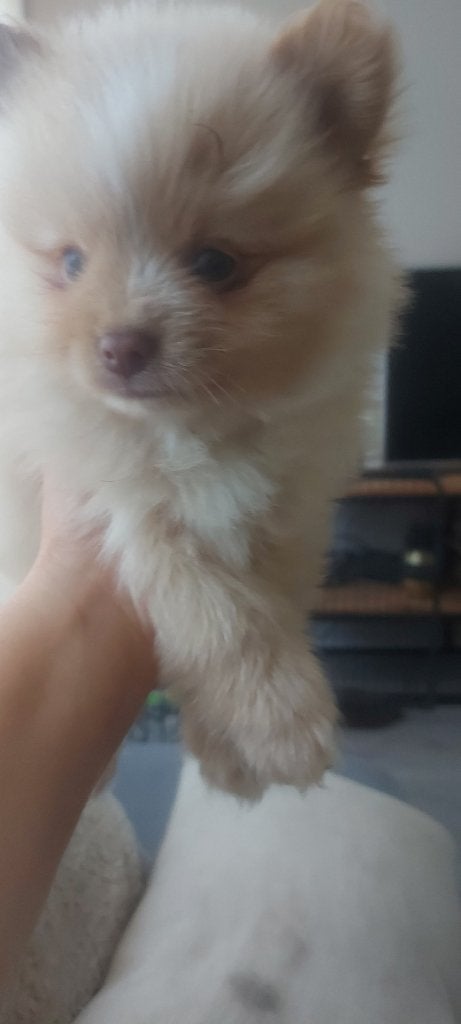Pommeriaan pups, Keeshond, Meerdere, Meerdere dieren, Nederland
