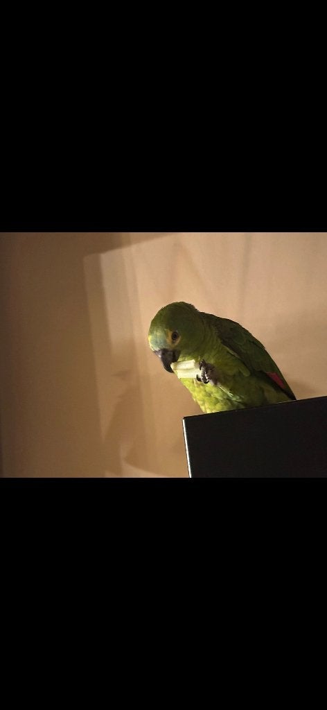 Amazone, Dieren en Toebehoren, Vogels | Parkieten en Papegaaien, Geslacht onbekend, Papegaai, Pratend