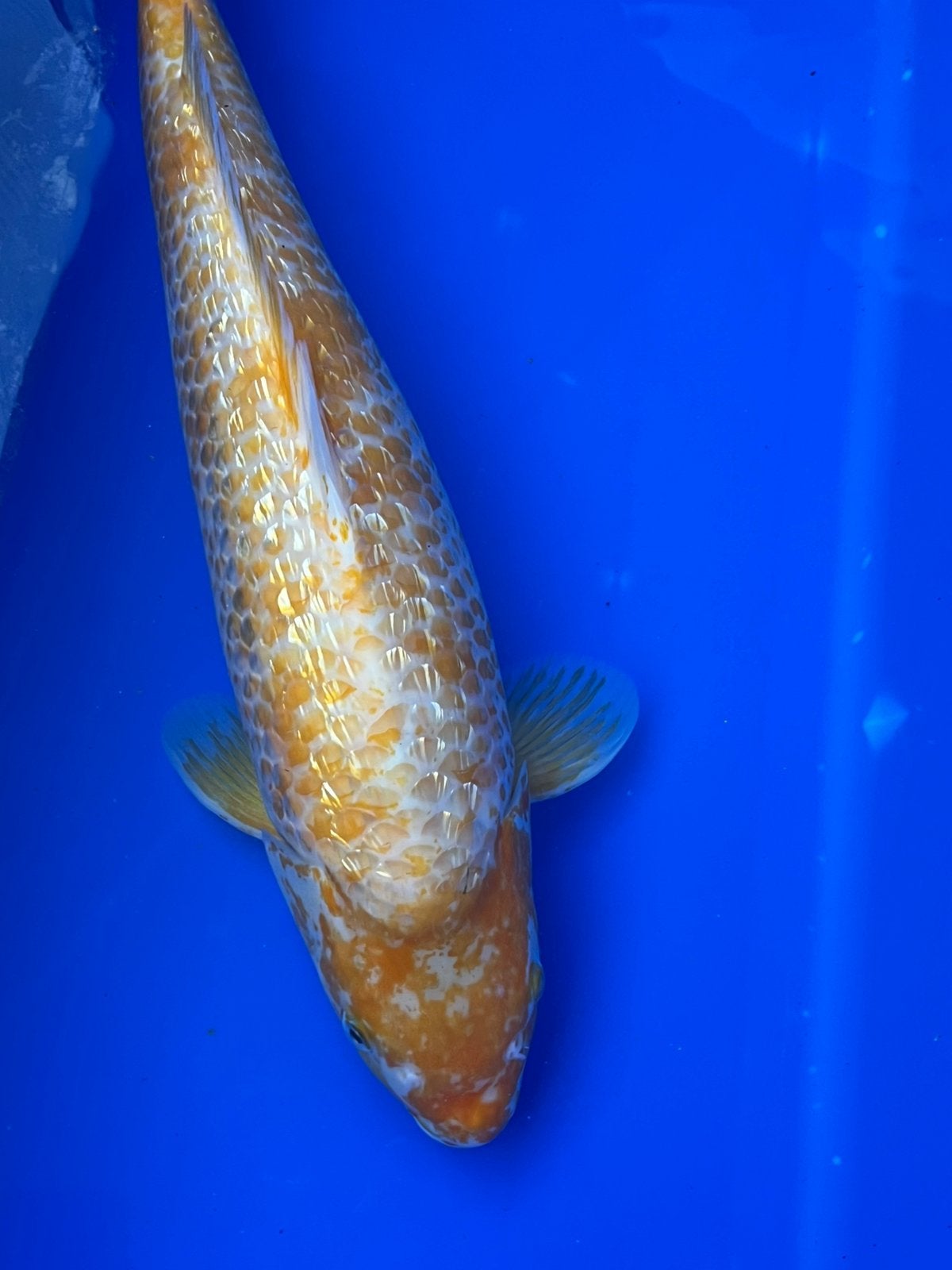 Jumbo Ginrin Hariwake Nisai, Dieren en Toebehoren, Vissen | Vijvervissen, Karper of Koi