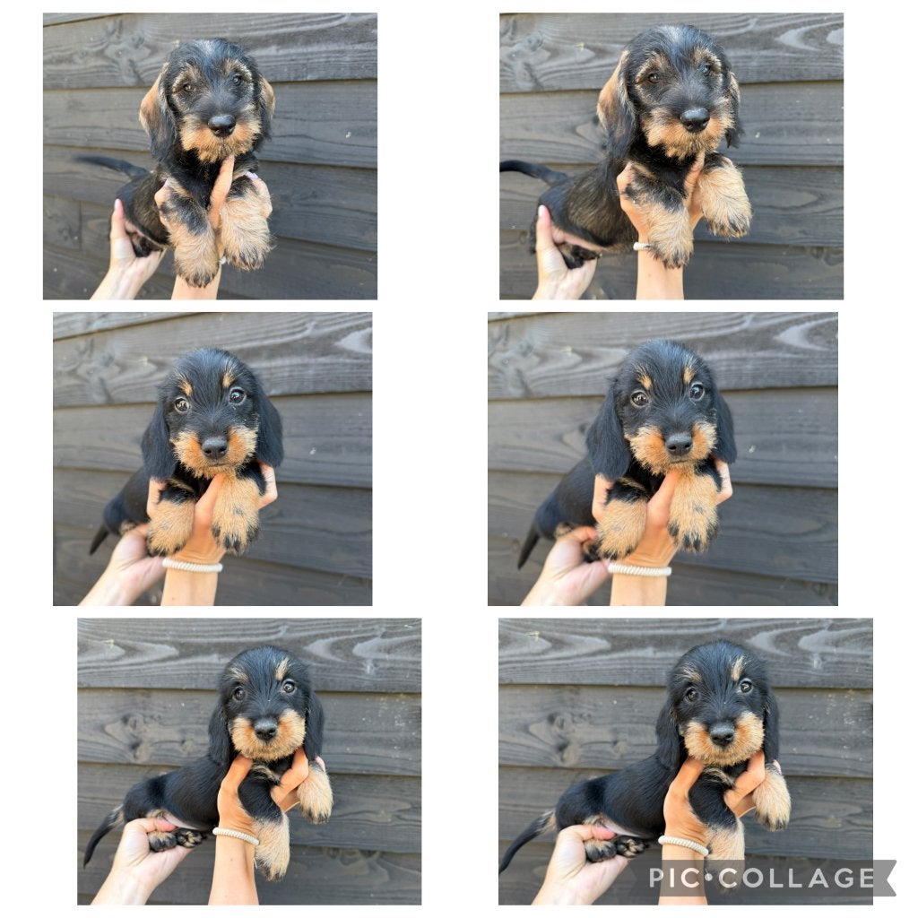 Prachtige ruwhaar teckel pups beschikbaar., Parvo, Nederland, 8 tot 15 weken, Dwerg