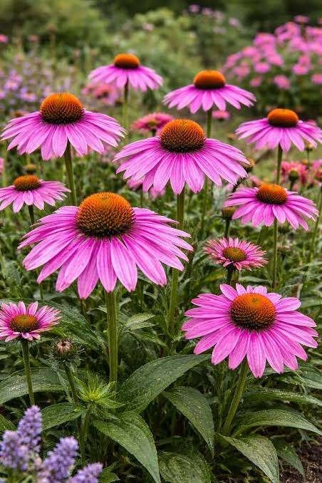 Mooie Echinacea pupurea (Zonnehoed) in pot!, Ophalen, Overige soorten, Volle zon