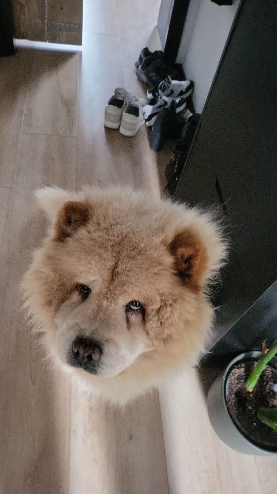 Chow chow te koop, 6 jaar of ouder, Reu, Eén hond, Nederland
