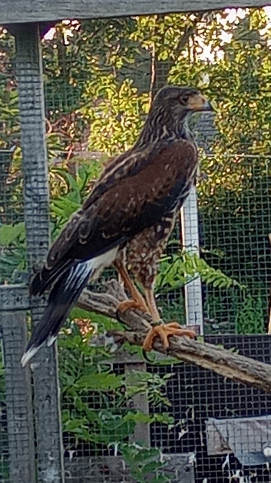 woestijnbuizerden en kerkuilen, Dieren en Toebehoren, Vogels | Overige Vogels, Meerdere dieren, Roofvogel, Geringd