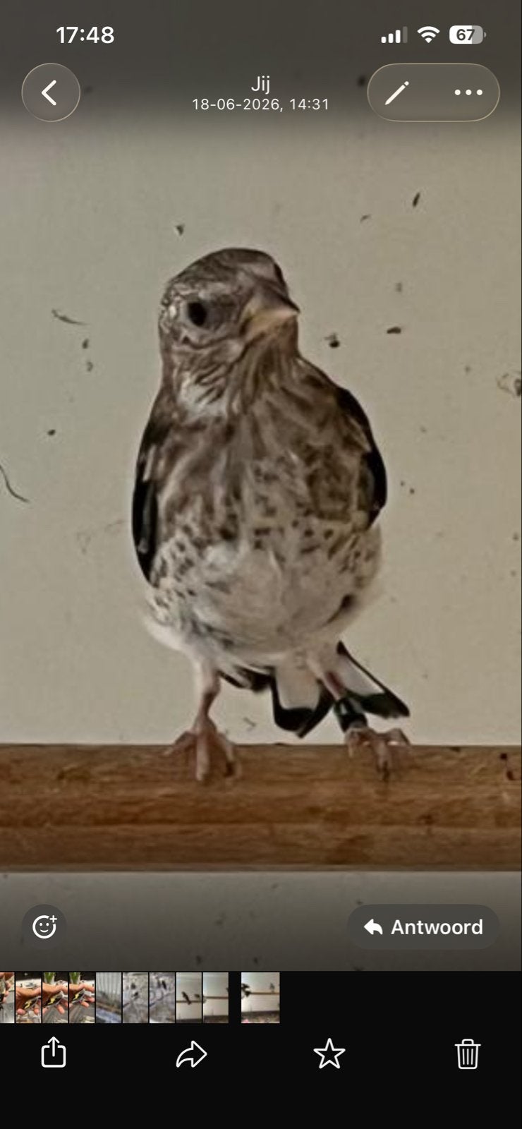 3 parva putter van 2026, Mannelijk, Wildzangvogel