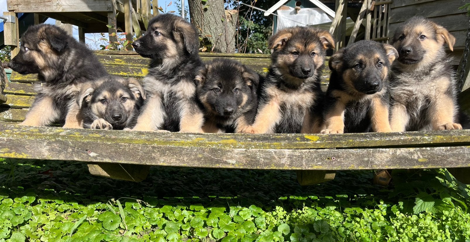 Mooie stoere Oud Duitse herder pups kruising nog 4 teefjes, CDV (hondenziekte), 8 tot 15 weken, Meerdere, Meerdere dieren