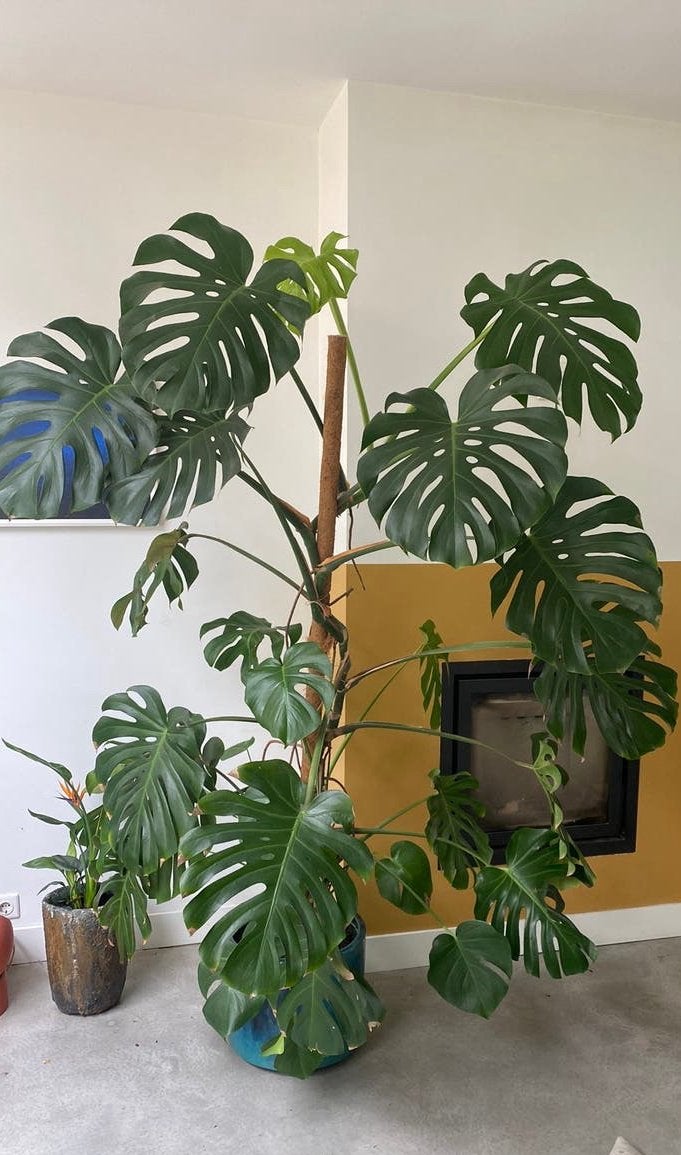 Monstera XXL- incl keramiek blauw geglazuurde pot, Huis en Inrichting, Kamerplanten, Ophalen, 200 cm of meer, Halfschaduw, In pot